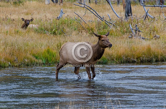 Elk Cow crossing the Madison River