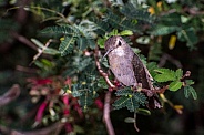 Juvenile Costa's Hummingbird