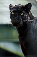 Leopard - Black Leopard