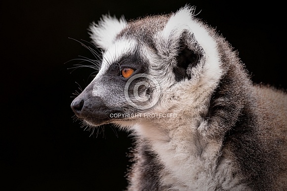 Ring Tailed Lemur Side Profile Black Background