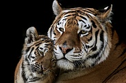 Amur Tiger with cub - Close Up