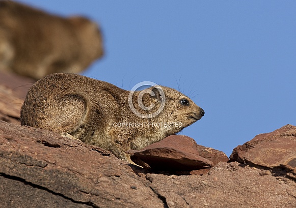 Rock Hyrax - Damaraland - Namibia