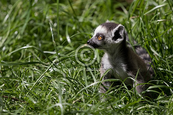 Ring-tailed lemur baby in the grass