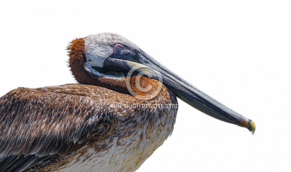 Juvenile brown pelican - Pelecanus occidentalis - close up side view of head and eye closed while sleeping. Isolated cutout on white background