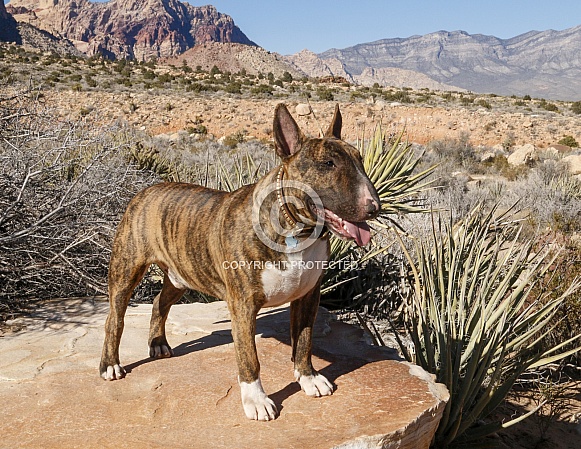 Bridle bull terrier dog posing in the NV Desert