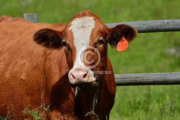 Brown & White Cow