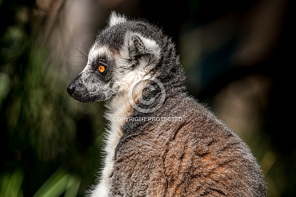 Lemur profile