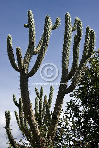 Cactus - Opuntia Cilindrica - Ecuador