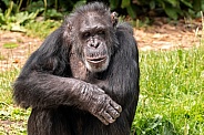 Chimpanzee Sitting Upright Arms Crossed