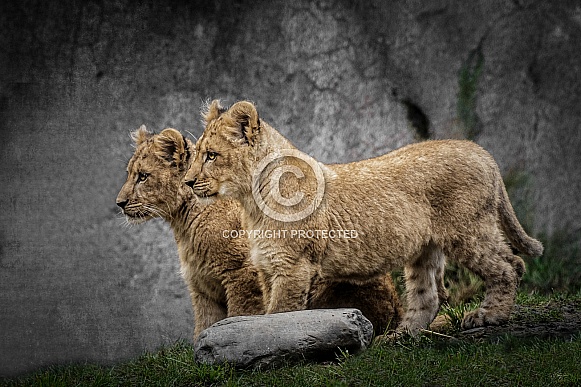Lion-Baby Hunters