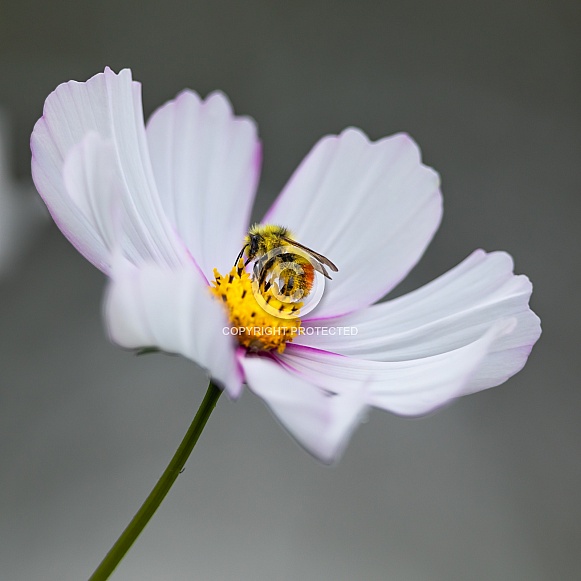 Honey Bee Gathering Pollen On A Cosmos Flower