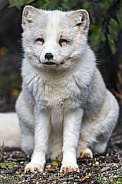 Arctic fox sitting