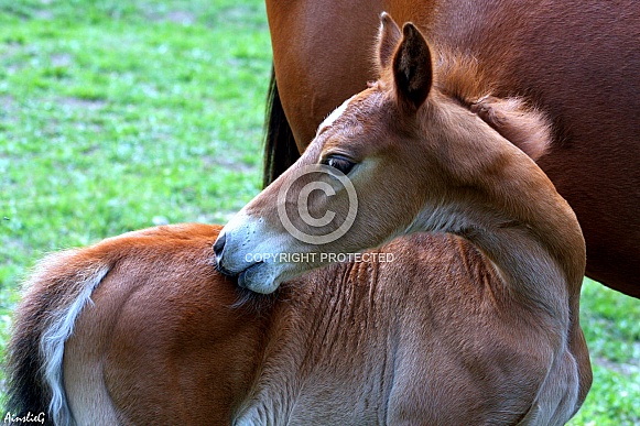 Itch To Scratch- Australian Stock Horse Foal