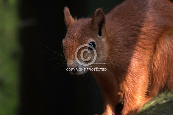 Red Squirrel Looking At Camera