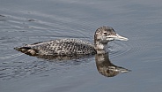 common loon adult (Gavin immer) non breeding colors