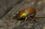 Christmas beetle.