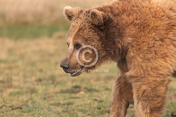Syrian Brown Bear Close Up Walking