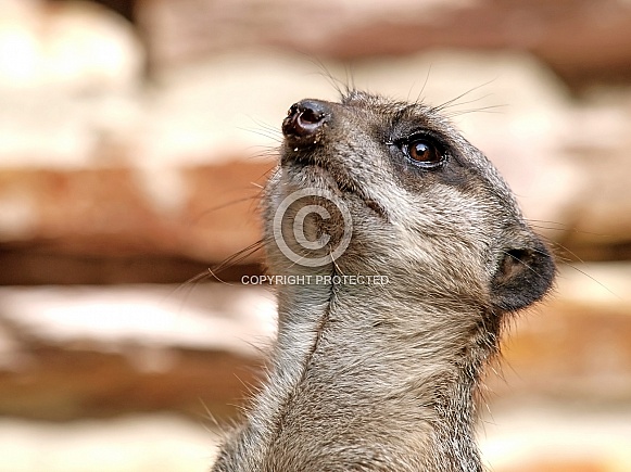 Meerkat (Cercopithecini)