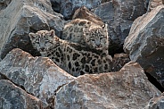 Two Snow Leopard Cubs On Rocks