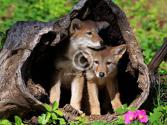 2 Coyote pups