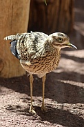 Spotted Thick-Knee (Dikkop)