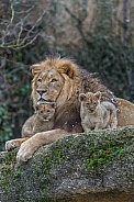 African Lion and Cubs