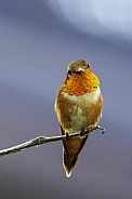 Hummingbird—Rufous Hummingbird