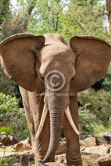 African Elephant Ears Out Full Body