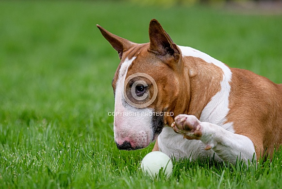 Bull Terrier laying on the grass playing