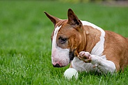 Bull Terrier laying on the grass playing