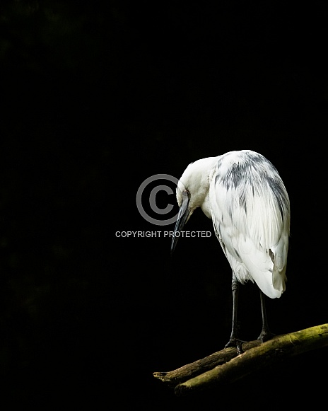 White Egret Perched on Branch with Black Background