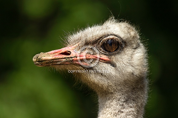 Ostrich close up side profile