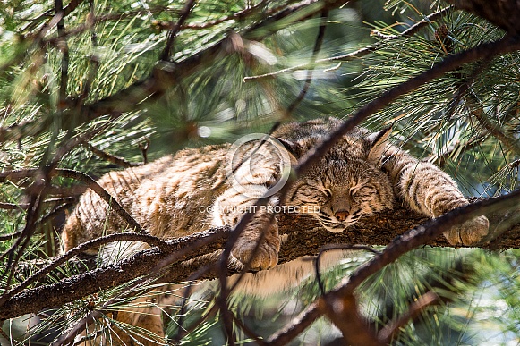 Bobcat in a tree