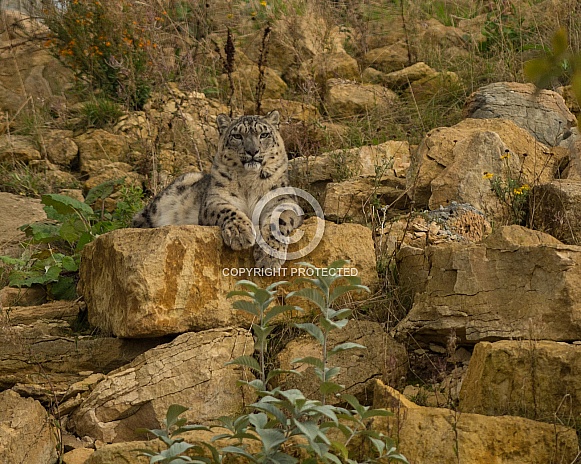Snow Leopard on Rocks