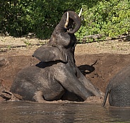 Mud Bath - African Elephant - Botswana