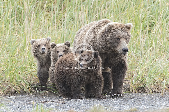 Brown Bear Family