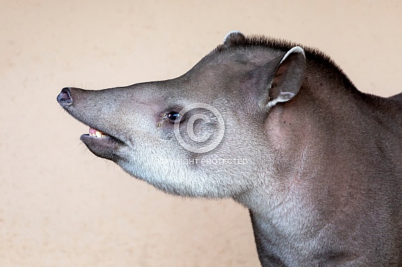 South American tapir (Tapirus terrestris