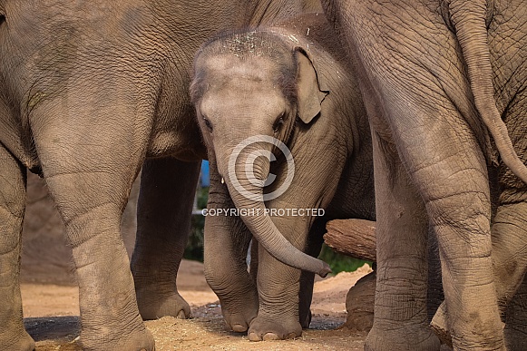 Asian Elephant Baby