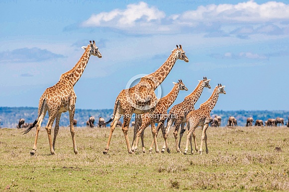 Family of Giraffes - Lovely but not quite enough clear detail close up for art reference.