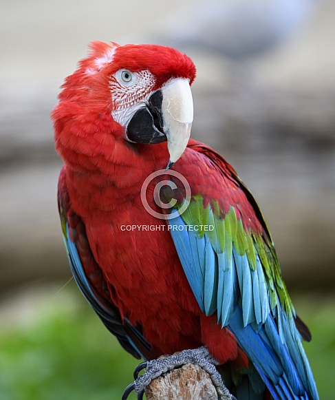 Scarlet macaw posing for an outdoor portrait