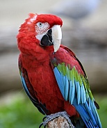 Scarlet macaw posing for an outdoor portrait