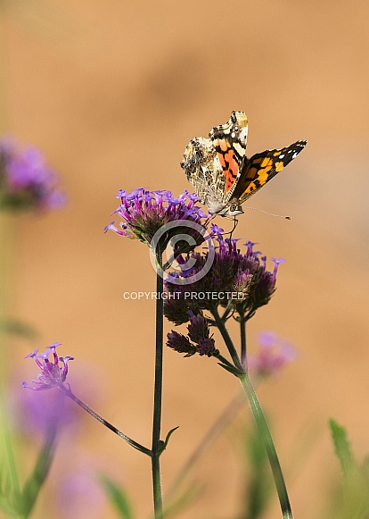 Painted Lady and Verbena