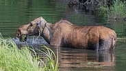Wet Cow Moose