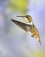 Rufous Hummingbird - Immature Male