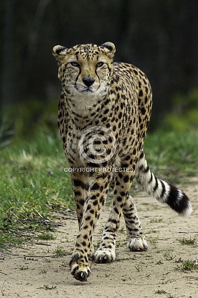 Cheetah, full body, walking