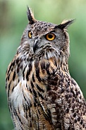 Eurasian Eagle Owl--Eurasian Eagle On Alert