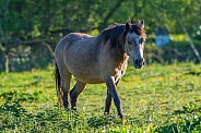 Young Horse