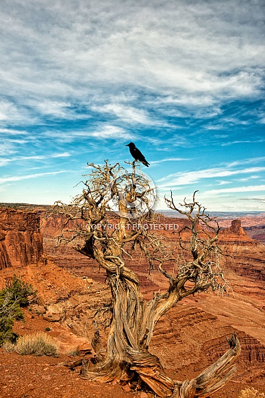 Crow on tree over scenic area in Utah
