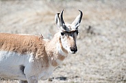 Wild Antelope, Pronghorn