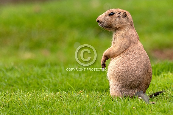 Prairie Dog Standing Upright